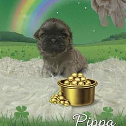 Pippa - Liver female Shih Tzu puppy in Bethpage, Tennessee from Tennessee's Treasured Shih Tzus