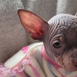American Hairless Terriers from Monica's American Hairless Terriers