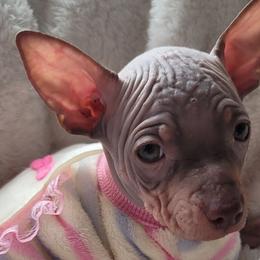 American Hairless Terriers from Monica's American Hairless Terriers