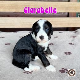 Clarabelle - female Golden Mountain Doodle puppy in Banner Elk, North Carolina from Walnut Tree Bernedoodles
