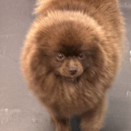 Prada - Pomeranian