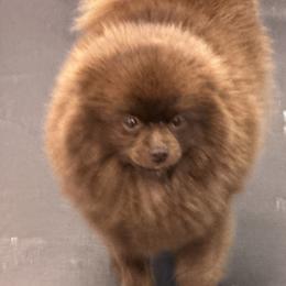 Prada - Pomeranian