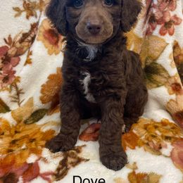 Dove - Brown male Poodle puppy in Marshallville, Ohio from Windy Hill Dogs