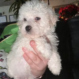 Boy 3 - White Maltipoo puppy in Salinas, California from Sugar's Maltipoo's and Frenchies