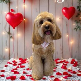 Cockapoo and Goldendoodle All Grown Up from Meghan McKay