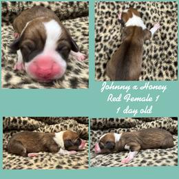 Female 1 - Red female Pembroke Welsh Corgi puppy in Stephenville, Texas from Rising JM Pembrokes