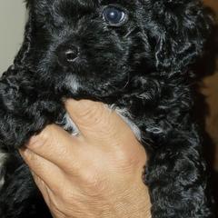 Cavapoo Puppies from Joseph G Harrison