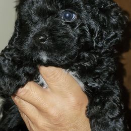 Cavapoo Puppies from Joseph G Harrison