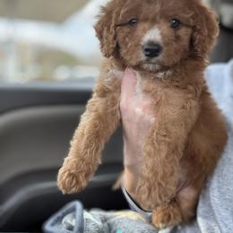 Cavapoo and Cockapoo Puppies from The Barkery