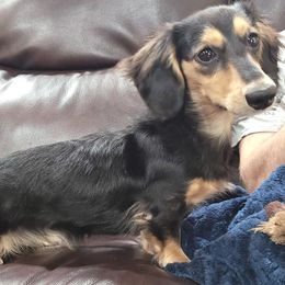 Dachshunds from Freerange Doxie's