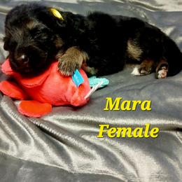 Mara Yellow Collar - Black and red female German Shepherd puppy in Bedias, Texas from TiPi S Ranch's German Shepherds