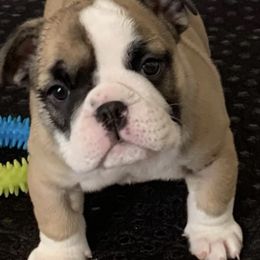 Bulldogs from Carinda's Bulldogs
