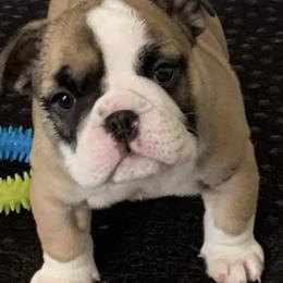Bulldogs from Carinda's Bulldogs