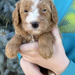 Howie - Red male Bernedoodle puppy in Caldwell, Idaho from Treasure Valley Poodles