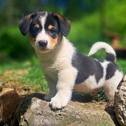 John Hancock - Black and white male American Corgi puppy in Gouverneur, New York from St. Lawrence Corgis