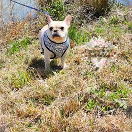 French Bulldog Puppies from Rippling Brook French Bulldogs