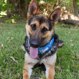 Belgian Malinois, Doberman Pinschers, and German Shepherds from Kennedy's Puppies