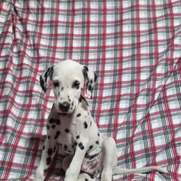 Hereford- Orange HUA - White and black male Dalmatian puppy in Claremore, Oklahoma from Lotsofdots Dalmatians