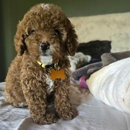 Bernedoodle and Goldendoodle Puppies from 4goldendoodles