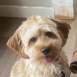 Goldendoodle Puppies from Masondixondoodles