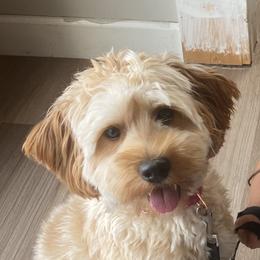 Goldendoodle Puppies from Masondixondoodles