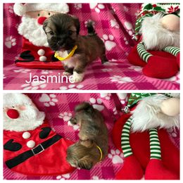 Jasmine - Cream female Lhasa Apso puppy in Cincinnati, Ohio from Shangri-La Lhasa Apsos