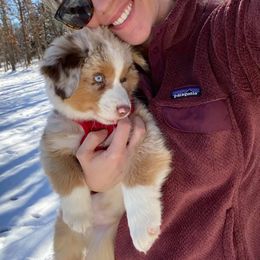 Miniature Australian Shepherd Puppies from Vineyard Ridge Mini Aussies