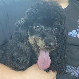Evie - Poodle