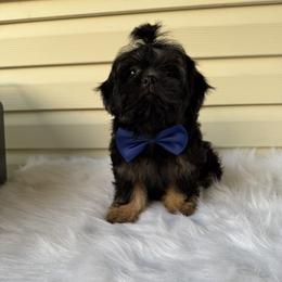 King Louis - Black and tan male Shih Tzu puppy in Columbia, Kentucky from Lisa Bandy Luxe Shih Tzu