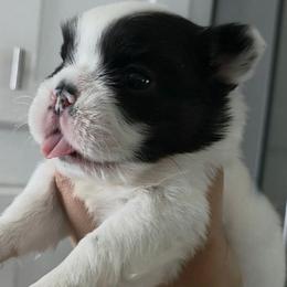 Ron Weasley - Black and white male French Bulldog puppy in Franklinton, North Carolina from Sweet Carolina Kennel