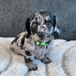 Romeo - Dapple male Dachshund puppy in Ocala, Florida from Weenie Boops