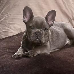 Louis - Blue male French Bulldog puppy in Glen Ellen, California from Frenchie’s of Glen Ellen