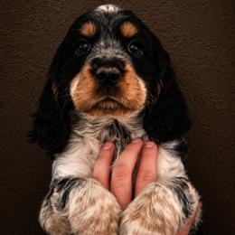 Rascal - Tri-Roan male English Springer Spaniel puppy in Fort White, Florida from Thunderbird Springers