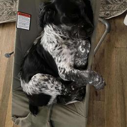 English Springer Spaniel Puppies from Cherokee Springers of NWFL