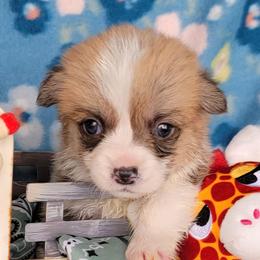 Sage bandana girl - Red female Pembroke Welsh Corgi puppy in Cherokee, Oklahoma from MCS Farms-OK