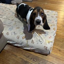 Basset Hound and Collie Puppies from Collegiate Bassets and Rheign Collies