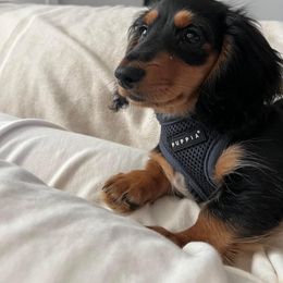 Dachshund and Miniature Schnauzer Puppies from The Bossy Doxie Farm
