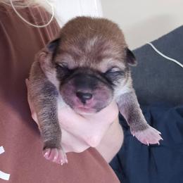 Maki - Red male Shiba Inu puppy in Marianna, Florida from Diwasou