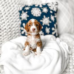 Mufasa - Red  male Goldendoodle puppy in Springville, Utah from Happy Doodle