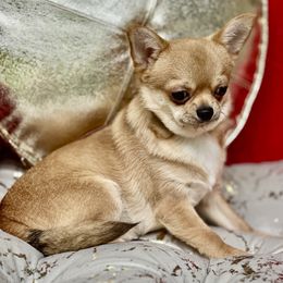 Mr.Red - Red male Chihuahua puppy in Allentown, Pennsylvania from Tsunami Cockers & Chihuahuas