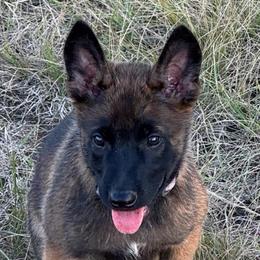 Stout Solid Male Malinois Dark Sable - Red sable male Belgian Malinois puppy in Irmo, Texas from Kaizen Ruach Malinois