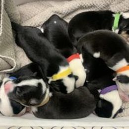Companion Cross Puppies from Double G Corgis