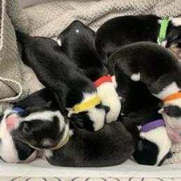 Companion Cross Puppies from Double G Corgis