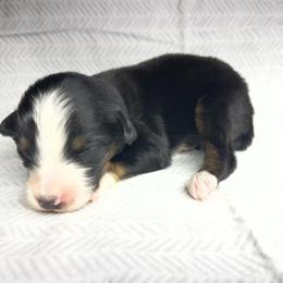 Girl 1 - Black tri female Toy Australian Shepherd puppy in Alabama from SBA Aussies