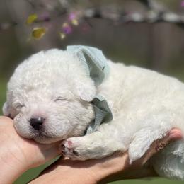 Boy 1 - male Maremma Sheepdog puppy in Conway, Missouri from 2J 2K Border Collies | Maremma Sheepdogs