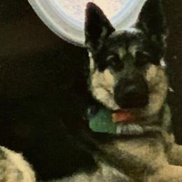 Little Bear - German Shepherd