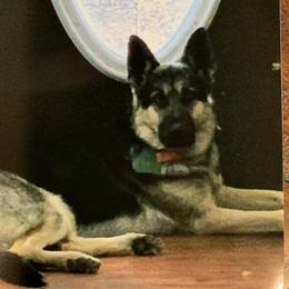 Little Bear - German Shepherd