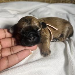 Juno - Sable female Shih Tzu puppy in Lake City, South Carolina from Precious Lil Tzus