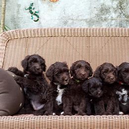 Tampa Bay Australian Labradoodles breeder of Australian Labradoodle