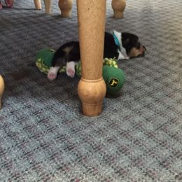 Pembroke Welsh Corgi Puppies from Walkabout's Pembroke Corgi's